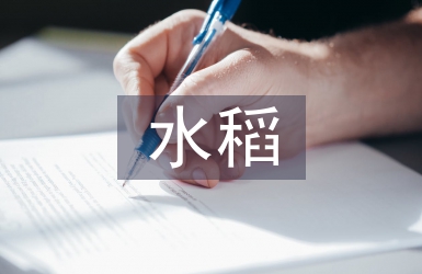 兩系雜交水稻制種優(yōu)質(zhì)穩(wěn)產(chǎn)技術(shù)探析